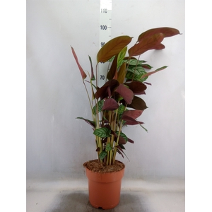 Ctenanthe setosa 'Compactstar'