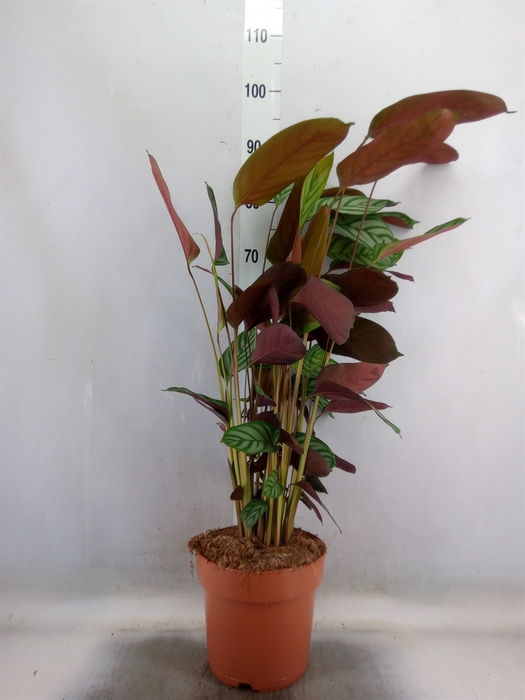 <h4>Ctenanthe setosa 'Compactstar'</h4>