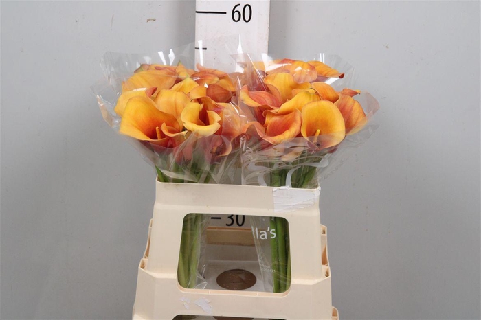 <h4>Zant Carvello</h4>