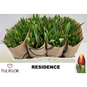 TU EN RESIDENCE