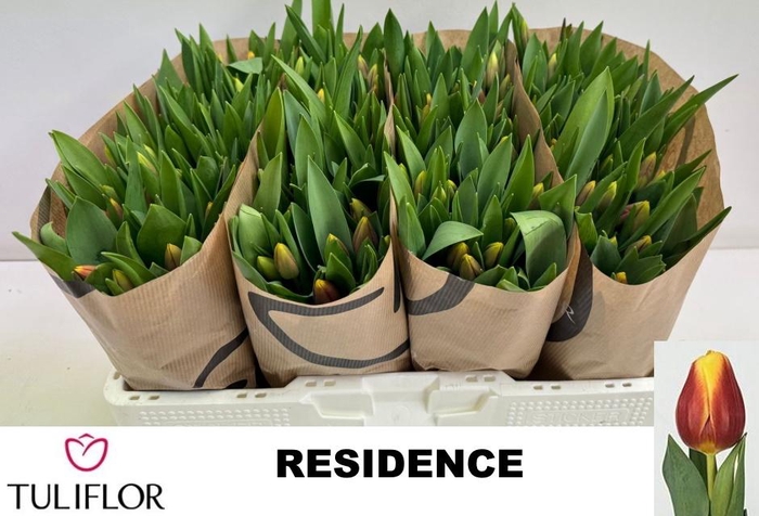 <h4>TU EN RESIDENCE</h4>