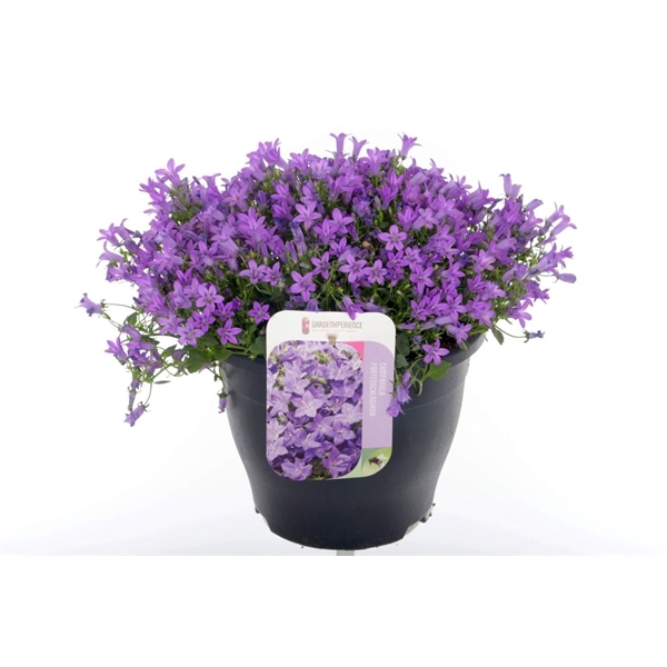 <h4>Campanula port. Campala Iris</h4>