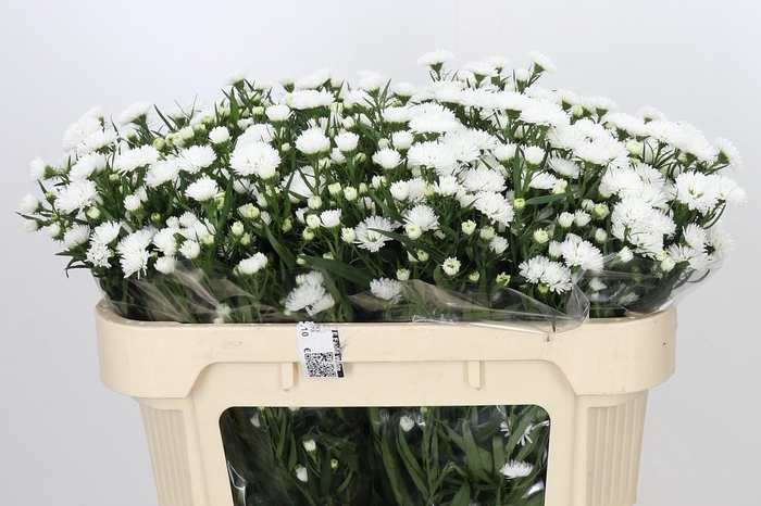 Aster Pretty Wendy