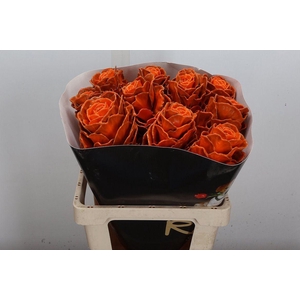 Brassica Wx (ex) Oranje