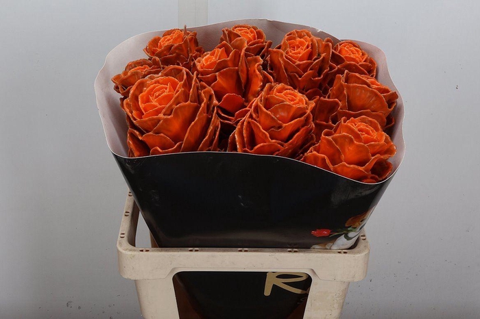 Brassica Wx (ex) Oranje