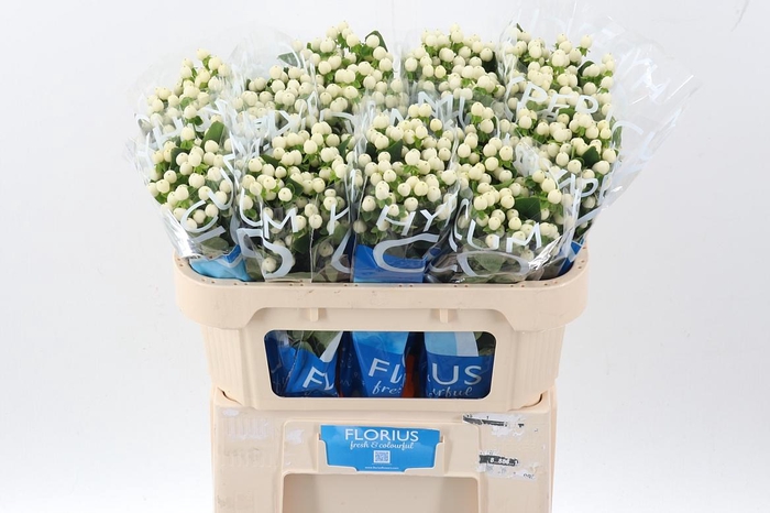 <h4>Hyp Coco Uno</h4>