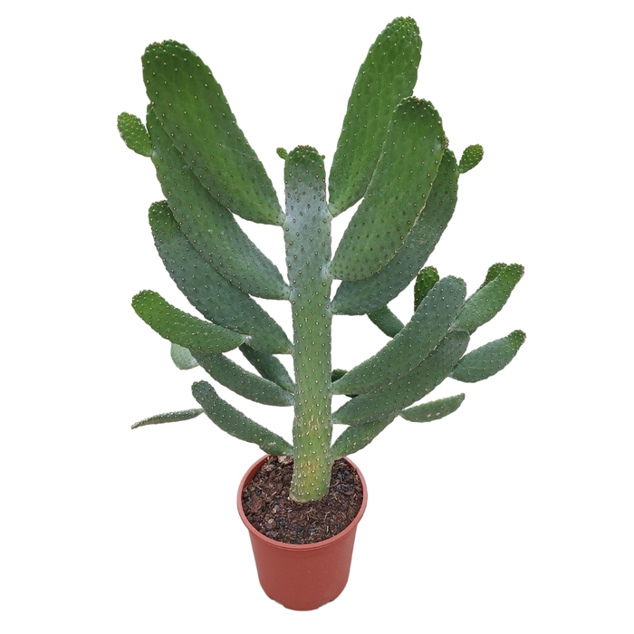 Opuntia