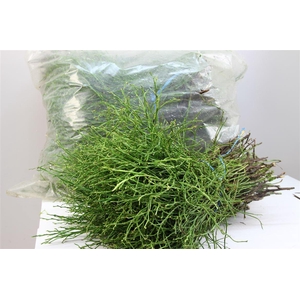 Heidelbeer X5 In Zak