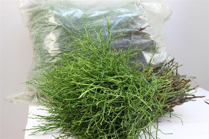 <h4>Heidelbeer X5 In Zak</h4>