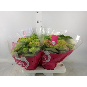 Hydrangea mac.   ...mix