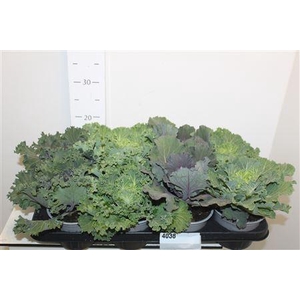 Brassica (sierkool)