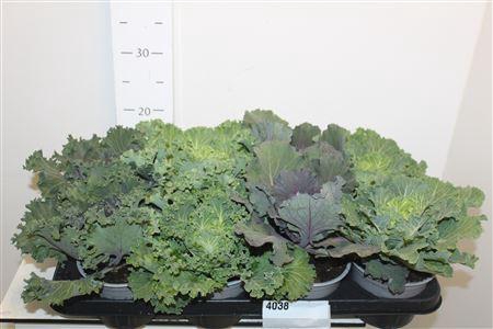<h4>Brassica (sierkool)</h4>