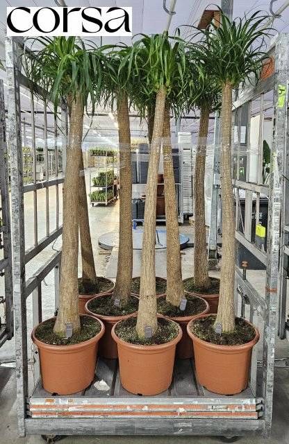 <h4>BEAUCARNEA RECUR</h4>