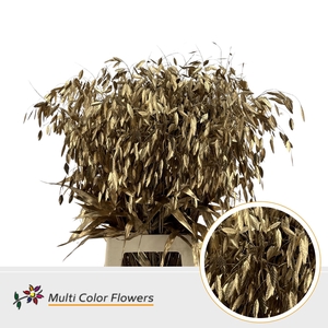 Chasmanthium Antique