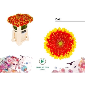 GE MI DALI