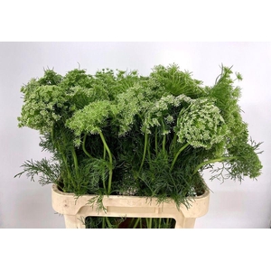 AMMI VISNAGA