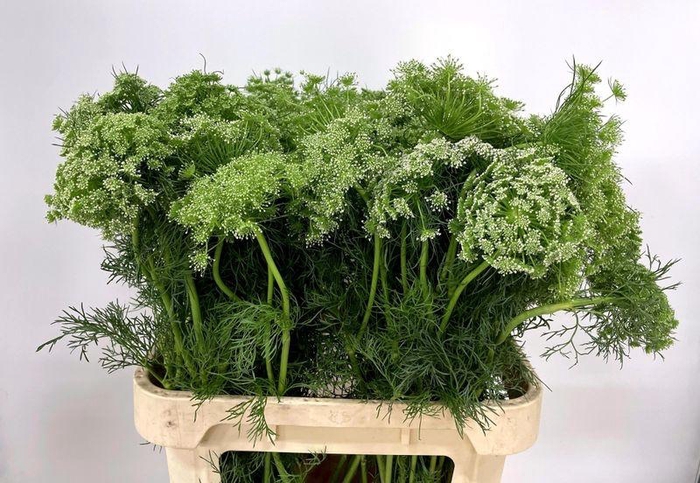 <h4>AMMI VISNAGA</h4>