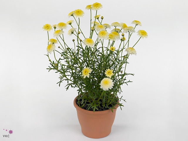 Argyranthemum  'La Rita Dbl Yellow'