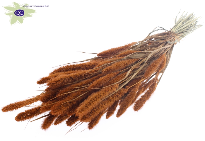 Setaria per bunch terracotta