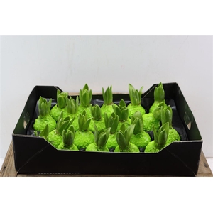 Wax Hyacinth Korrel Groen Mint