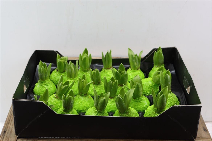 <h4>Wax Hyacinth Korrel Groen Mint</h4>