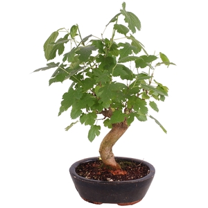 Bonsai Outdoor Deluxe Morus alba ø20cm
