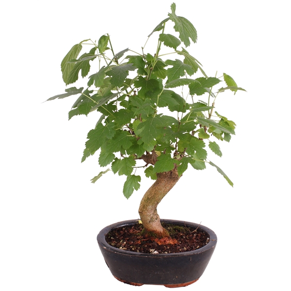 <h4>Bonsai Outdoor Deluxe Morus alba ø20cm</h4>