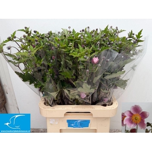Anemone Pink