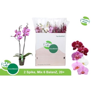 PHAL GEM 6 KL