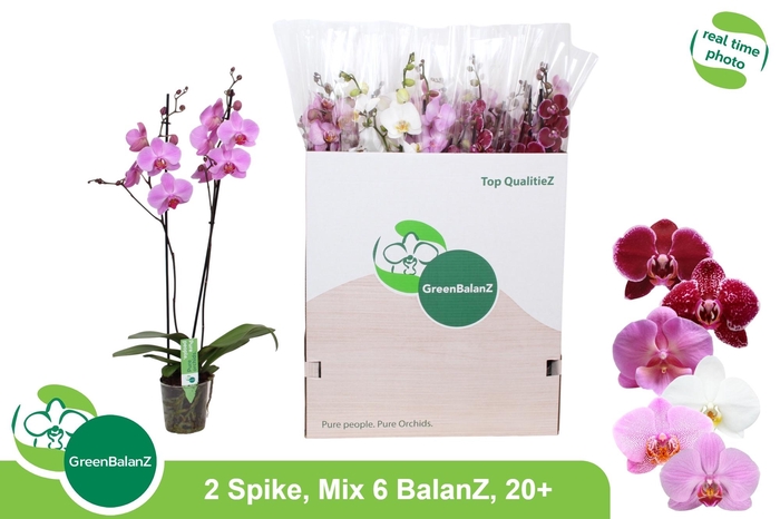 <h4>PHAL GEM 6 KL</h4>