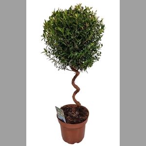 MYRTUS COM