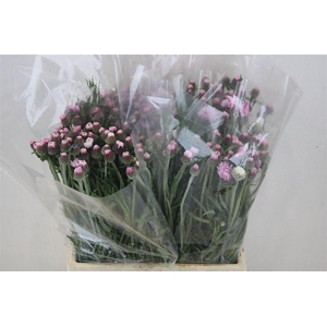 Centaurea Blue Carpet Pink