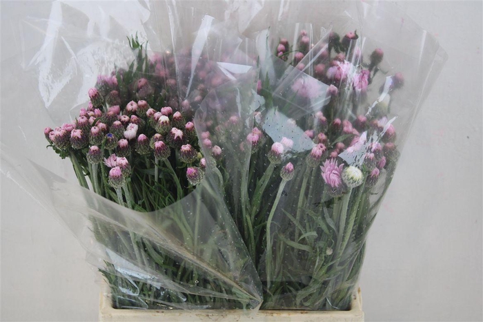 <h4>Centaure Blue Carpet Pink</h4>