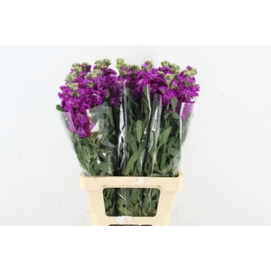 MATTHIOLA IRON PURPLE