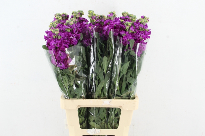 <h4>MATTHIOLA IRON PURPLE</h4>
