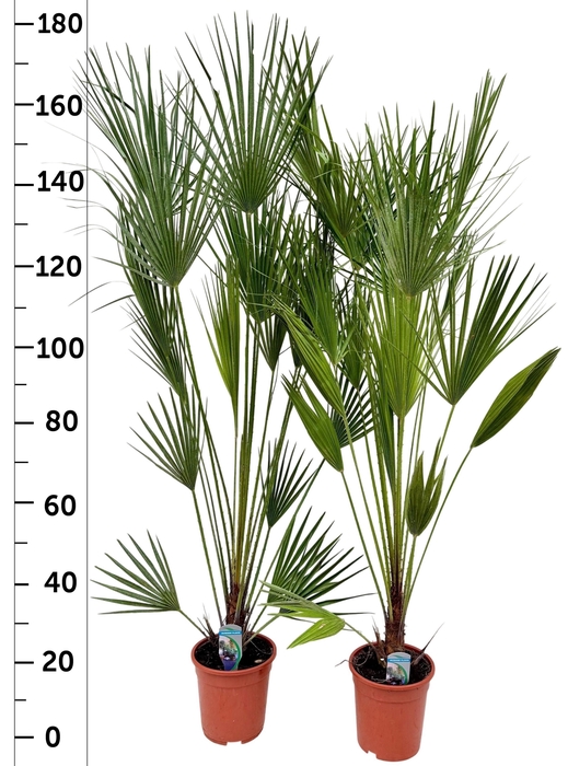 <h4>CHAM HUMILIS</h4>