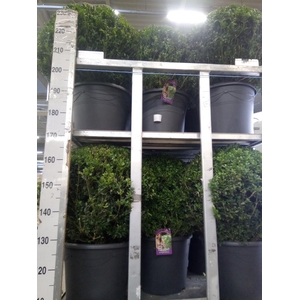Buxus semp.   ...
