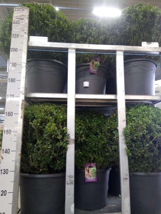 <h4>Buxus semp.   ...</h4>