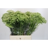 Ammi Visnaga