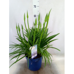Agapanthus  'Amourette Superb'
