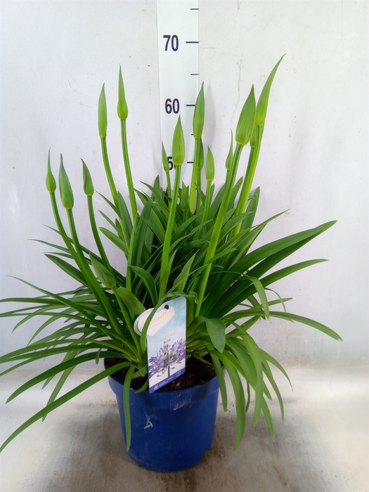 <h4>Agapanthus  'Amourette Superb'</h4>