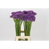 Allium Violet Beauty