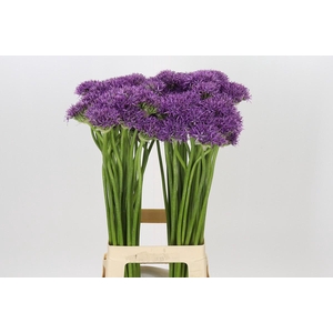 Allium Violet Beauty