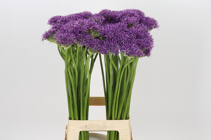 <h4>Allium Violet Beauty</h4>