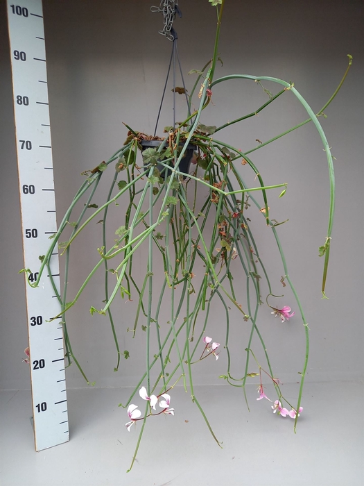 <h4>Succulents   ...</h4>