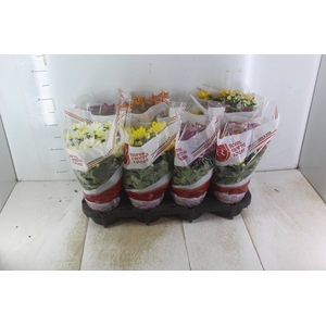 ANTHURIUM RED SUCCESS P09