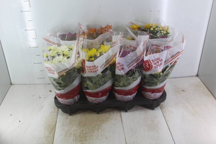 <h4>ANTHURIUM RED SUCCESS P09</h4>
