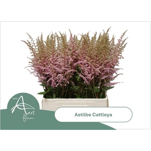 ASTIL AR CATTLEYA