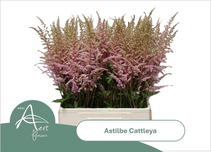 <h4>ASTIL AR CATTLEYA</h4>