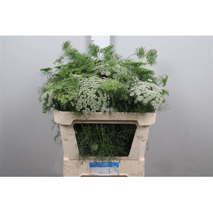Ammi Vis Casablanca